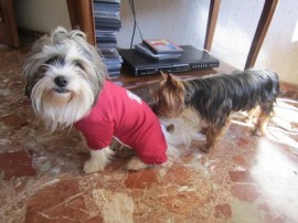 yako